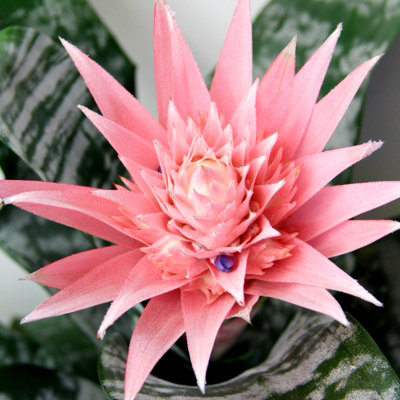 Aechmea fasciata Primera in 15cm Pot - Bromeliad Urn Plant Easy to Care For  - Eye Catching Tropical