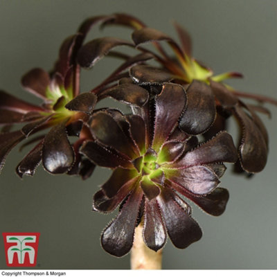 Aeonium Arboreum On Stem 9cm Pot x 1