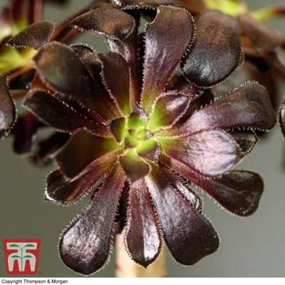 Aeonium Arboreum On Stem 9cm Pot x 1 - 3