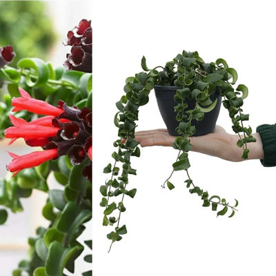 Aeschynanthus 'Rasta' Curly Wurly Lipstick Plant - Indoor Plant in 12cm Pot