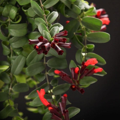 Aeschynanthus 'Rasta' Curly Wurly Lipstick Plant - Indoor Plant in 12cm Pot