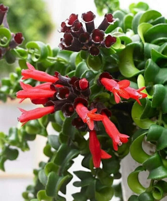 Aeschynanthus 'Rasta' Curly Wurly Lipstick Plant - Indoor Plant in 12cm Pot - 3