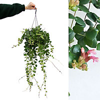 Aeschynanthus Thai Pink Lipstick Plant - Indoor Plant in 15cm Hanging Pot