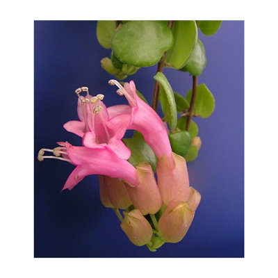 Aeschynanthus Thai Pink Lipstick Plant - Indoor Plant in 15cm Hanging Pot