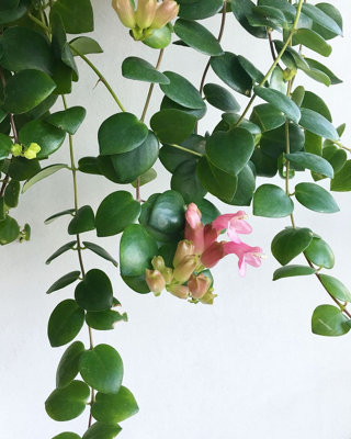 Aeschynanthus Thai Pink Lipstick Plant - Indoor Plant in 15cm Hanging Pot - 3