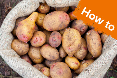 How To Grow Potatoes | Outdoor & Garden | B&Q