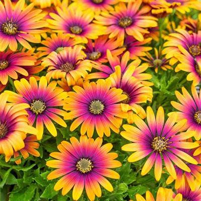 African Daisy Osteospermum 'Purple Sun' x 6 Plug Plants