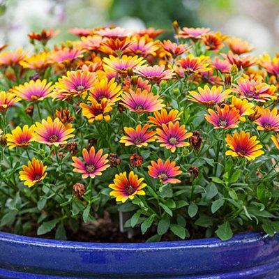 African Daisy Osteospermum 'Purple Sun' x 6 Plug Plants