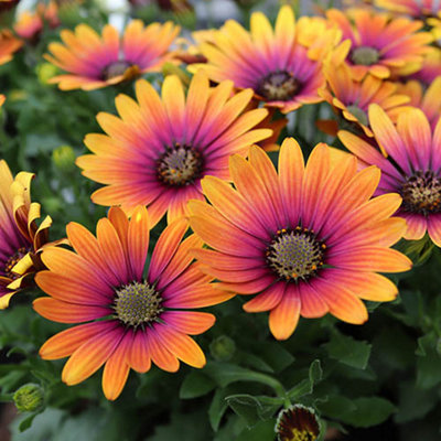 African Daisy Osteospermum 'Purple Sun' x 6 Plug Plants - 3