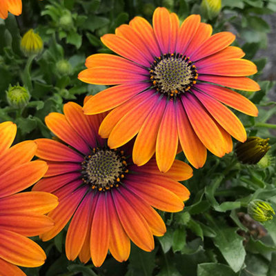 African Daisy Osteospermum 'Purple Sun' x 6 Plug Plants - 4