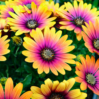 African Daisy Osteospermum 'Purple Sun' x 6 Plug Plants - 5
