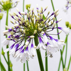 Agapanthus African Lily - Colorful Agapanthus africanus, Deciduous Perennial (10-20cm Height Including Pot)