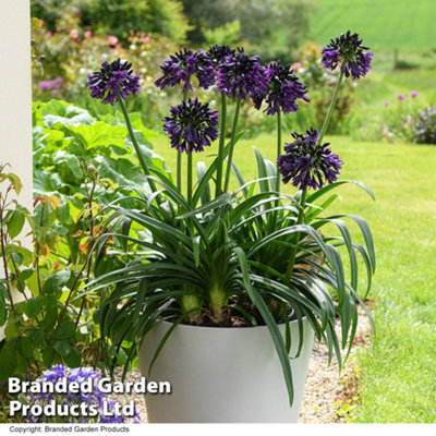 Agapanthus africanus Black Jack 4 Litre Pot x 1
