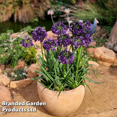 Agapanthus africanus Black Jack 4 Litre Pot x 1 - 3