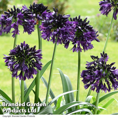 Agapanthus africanus Black Jack 4 Litre Pot x 1 - 4