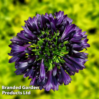 Agapanthus africanus Black Jack 4 Litre Pot x 1 - 6