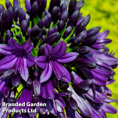 Agapanthus africanus Black Jack 4 Litre Pot x 1 - 8