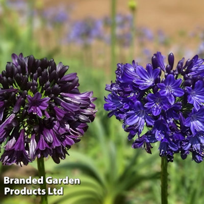 Agapanthus africanus Black Jack 4 Litre Pot x 1 - 9