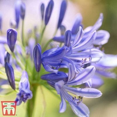 Agapanthus Africanus Pitchoune Blue 9cm Potted Plant x 1