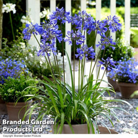 Agapanthus Blue 2 Litre Potted Plants x 1