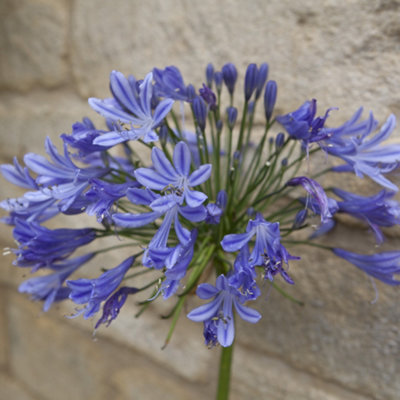 Agapanthus Blue' (African Lily) in 9cm Pot - 3