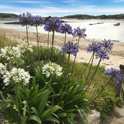 Agapanthus Blue' (African Lily) in 9cm Pot - 4