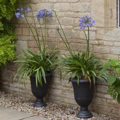 Agapanthus Blue' (African Lily) in 9cm Pot - 5