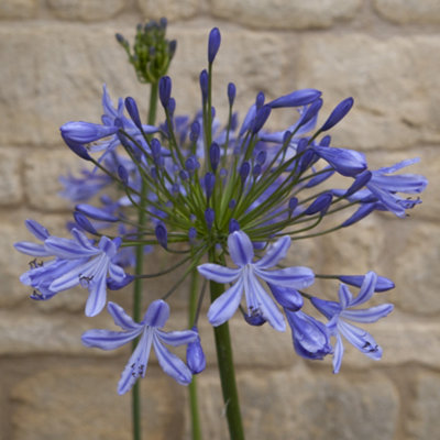 Agapanthus Blue' (African Lily) in 9cm Pot - 6