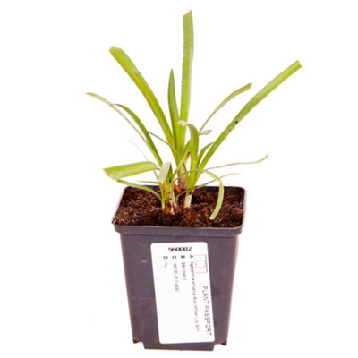 Agapanthus Blue' (African Lily) in 9cm Pot - 7