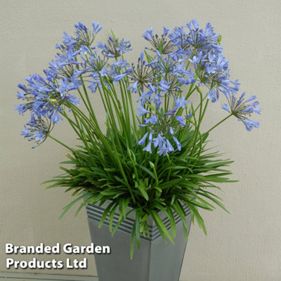 Agapanthus Blue Storm 9cm Potted Plant x 2