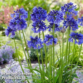 Agapanthus Blue Thunder 9cm Potted Plant x 3