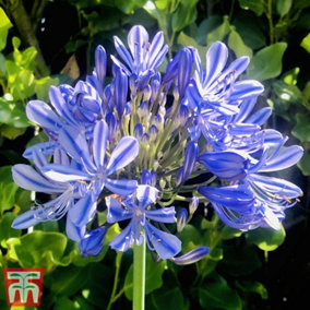 Agapanthus Blue Umbrella 9cm Pot x 1 - Outdoor Garden Plants, Ideal for Pots and Containers