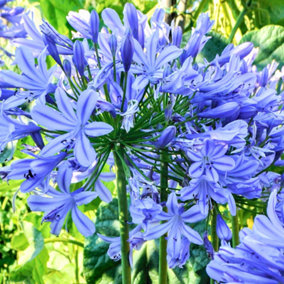 Agapanthus Brilliant Blue - Prolific Flowering, African Lily, Perennial, Hardy (10-20cm Height Including Pot)