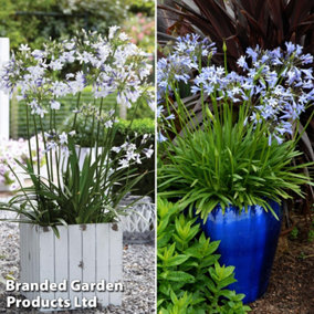 Agapanthus Duo 9cm Potted Plant x 4