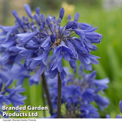 Agapanthus Ever Duo 9cm Potted Plant x 2 - Summer Flowering