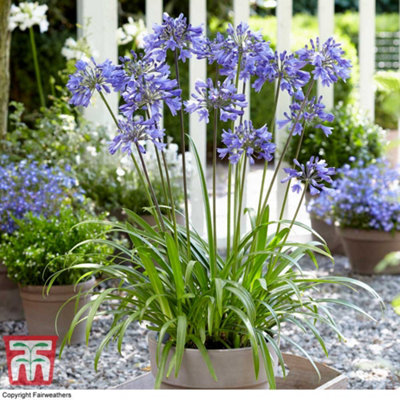 Agapanthus Ever Sapphire 9cm Potted Plant  x 1