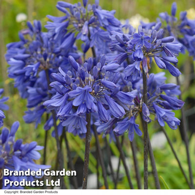 Agapanthus Ever Sapphire (African Lily)