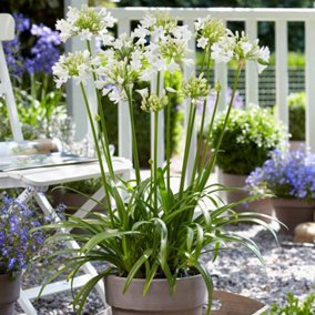 Agapanthus Ever White 9cm Potted Plant x 1