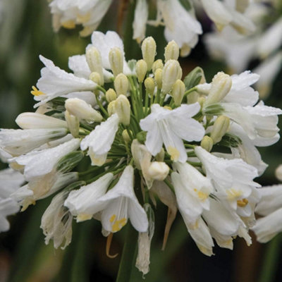 Agapanthus Ever White 9cm Potted Plant x 1