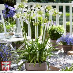 Agapanthus Ever White 9cm Potted Plant x 2
