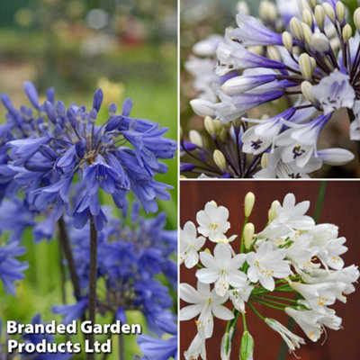 Agapanthus 'Everpanthus' Collection 9cm Potted Plants x 3