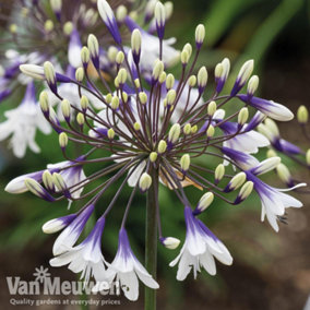 Agapanthus Fire Works 9cm Potted Plant x 3