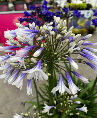 Handcrafted Wooden hotsell Serving Trays-Close-Up Agapanthus Design