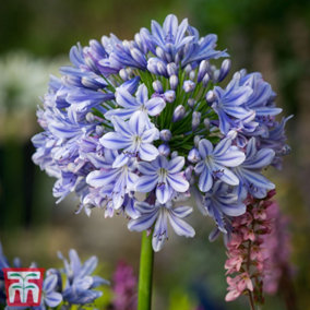 Agapanthus Full Moon 9cm Potted Plant x 1