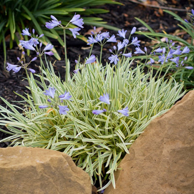 Agapanthus Golden Drop Established Plant in 9cm Pot