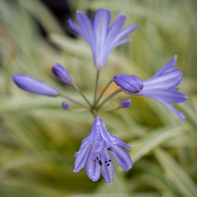 Agapanthus Golden Drop Established Plant in 9cm Pot - 3