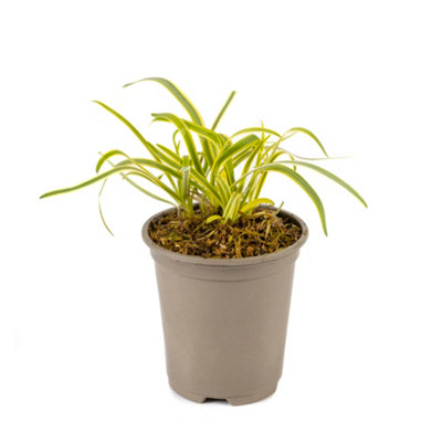 Agapanthus Golden Drop Established Plant in 9cm Pot - 4