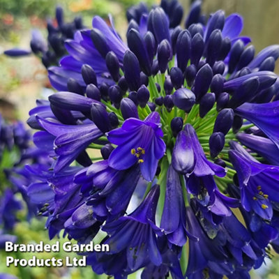 Agapanthus Midnight Sky 9cm Potted Plant x 2