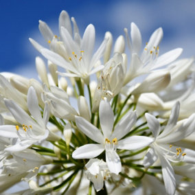 Agapanthus Pitchoune White in a 9cm Pot