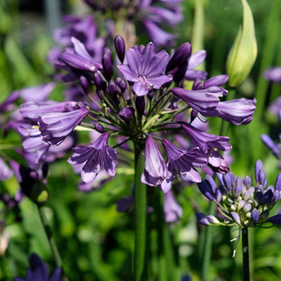 Agapanthus Poppin Purple in a 9cm Pot (Pack of 3)